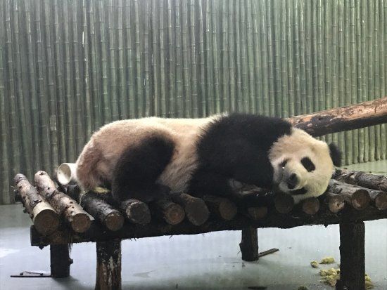 Shanghai Zoo